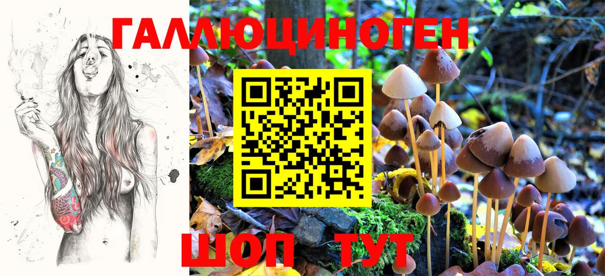 Псилоцибиновые грибы Cubensis Гулькевичи